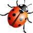 A bug icon.