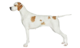 A decorative image of a pointer (dog).