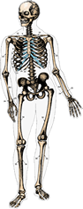 A decorative image of a skeleton.